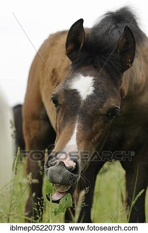 Stock Image - Arabian thoroughbred, filly eats grass. Fotosearch