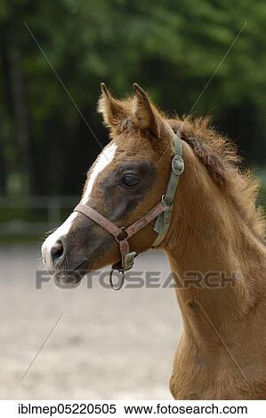 Arabian thoroughbred, filly in change of coat View Large Photo Image Stock Photography - Arabian thoroughbred, filly in change of coat. Fotosearch