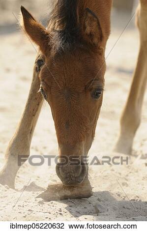 Arabian thoroughbred, filly knackered piece of wood View Large Photo Image Stock Image - Arabian thoroughbred, filly knackered piece of wood. Fotosearch