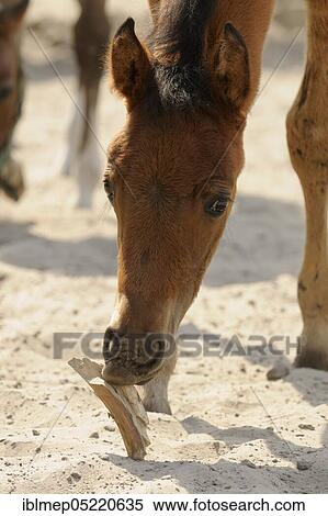 Arabian thoroughbred, filly knackered piece of wood View Large Photo Image Stock Photography - Arabian thoroughbred, filly knackered piece of wood. Fotosearch