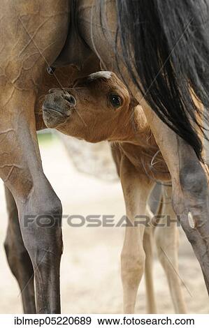 Stock Photo - Arabian thoroughbred, filly looking for udder of his mother. Fotosearch