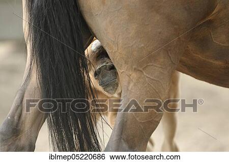 Arabian thoroughbred, filly looking for udder of his mother View Large Photo Image Stock Photograph - Arabian thoroughbred, filly looking for udder of his mother. Fotosearch