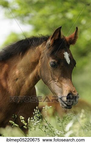 Arabian thoroughbred, filly sniffs the grass View Large Photo Image Stock Photography - Arabian thoroughbred, filly sniffs the grass. Fotosearch