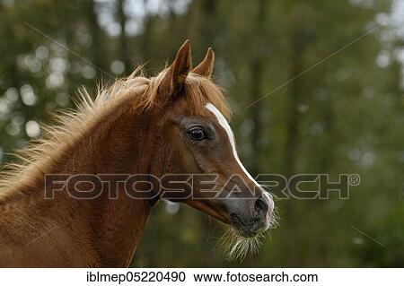Arabian thoroughbred, filly View Large Photo Image Stock Image - Arabian thoroughbred, filly. Fotosearch
