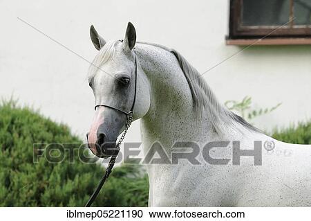 Arabian thoroughbred, fly mold with show halter View Large Photo Image Stock Image - Arabian thoroughbred, fly mold with show halter. Fotosearch