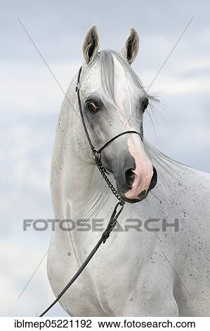 Stock Image - Arabian thoroughbred, fly mold with show halter. Fotosearch