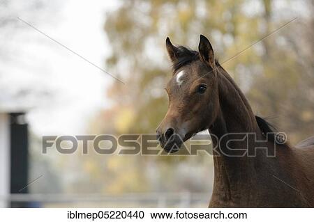 Arabian thoroughbred, foal, bay View Large Photo Image Stock Image - Arabian thoroughbred, foal, bay. Fotosearch