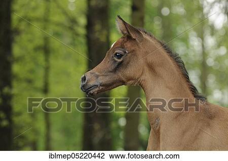 Arabian thoroughbred, foal, bay View Large Photo Image Stock Image - Arabian thoroughbred, foal, bay. Fotosearch