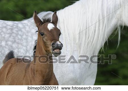 Arabian thoroughbred, foal flehmt beside mother View Large Photo Image Stock Image - Arabian thoroughbred, foal flehmt beside mother. Fotosearch