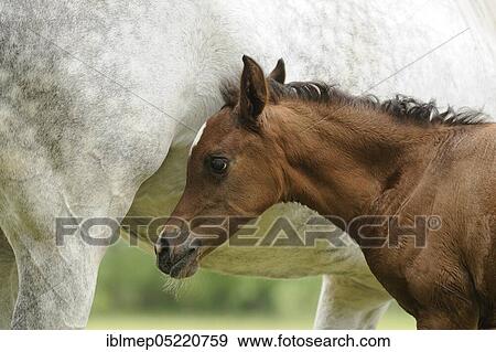Arabian thoroughbred, foal next to mare View Large Photo Image Stock Photo - Arabian thoroughbred, foal next to mare. Fotosearch