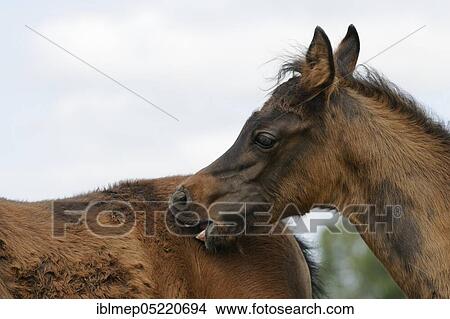 Arabian thoroughbred, foal nibbles the flank of another foal View Large Photo Image Picture - Arabian thoroughbred, foal nibbles the flank of another foal. Fotosearch