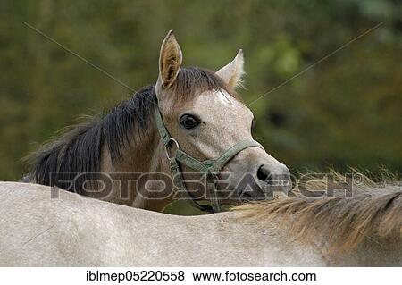 Arabian thoroughbred, foal nibbles the neck of another foal View Large Photo Image Stock Photo - Arabian thoroughbred, foal nibbles the neck of another foal. Fotosearch