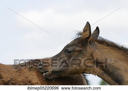 Arabian thoroughbred, foal nibbles the flank of another foal View Large Photo Image Stock Photograph - Arabian thoroughbred, foal nibbles the flank of another foal. Fotosearch