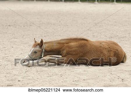 Arabian thoroughbred, foal rests in the sand View Large Photo Image Picture - Arabian thoroughbred, foal rests in the sand. Fotosearch