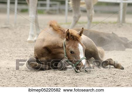 Arabian thoroughbred, foal rests in the sand View Large Photo Image Stock Image - Arabian thoroughbred, foal rests in the sand. Fotosearch