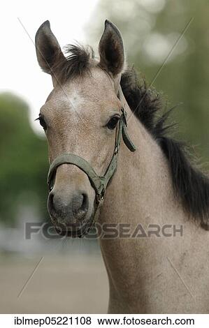 Arabian thoroughbred, foal View Large Photo Image Stock Photo - Arabian thoroughbred, foal. Fotosearch