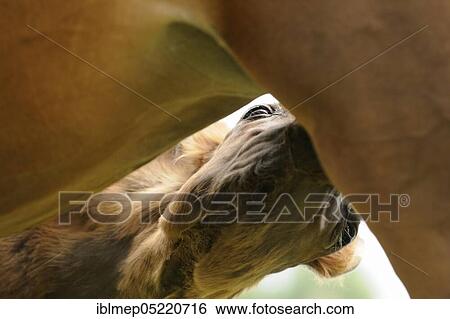 Arabian thoroughbred, foal sucks at mare View Large Photo Image Stock Photograph - Arabian thoroughbred, foal sucks at mare. Fotosearch