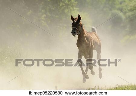 Arabian thoroughbred, galloping foal in dust View Large Photo Image Stock Image - Arabian thoroughbred, galloping foal in dust. Fotosearch
