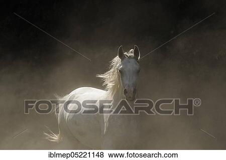 Arabian thoroughbred, galloping grey mare in dust View Large Photo Image Stock Photo - Arabian thoroughbred, galloping grey mare in dust. Fotosearch