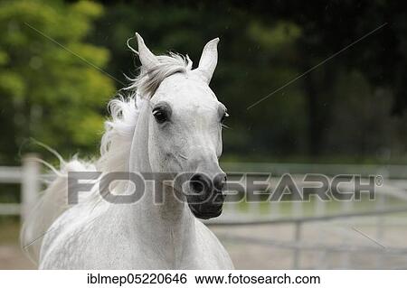 Arabian thoroughbred, galloping grey mare, portrait View Large Photo Image Stock Photograph - Arabian thoroughbred, galloping grey mare, portrait. Fotosearch