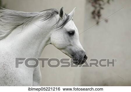 Arabian thoroughbred, galloping grey stallion View Large Photo Image Stock Photograph - Arabian thoroughbred, galloping grey stallion. Fotosearch