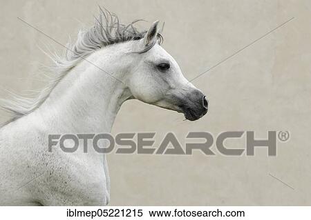 Arabian thoroughbred, galloping grey stallion View Large Photo Image Stock Photography - Arabian thoroughbred, galloping grey stallion. Fotosearch