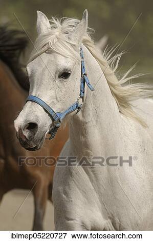 Arabian thoroughbred, galloping mare in dust, portrait View Large Photo Image Stock Photo - Arabian thoroughbred, galloping mare in dust, portrait. Fotosearch