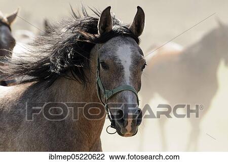 Arabian thoroughbred, galloping young mare in dust, portrait View Large Photo Image Stock Image - Arabian thoroughbred, galloping young mare in dust, portrait. Fotosearch
