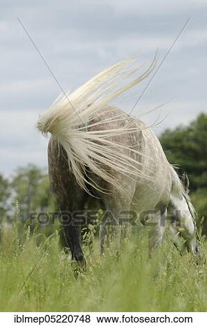 Arabian thoroughbred, grazing mare waves her tail View Large Photo Image Stock Photo - Arabian thoroughbred, grazing mare waves her tail. Fotosearch