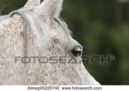 Arabian thoroughbred, grey mare, detail of the head View Large Photo Image Stock Image - Arabian thoroughbred, grey mare, detail of the head. Fotosearch