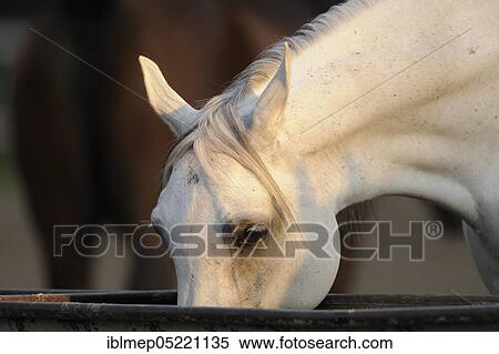 Stock Photography - Arabian thoroughbred, grey mare drinks water. Fotosearch