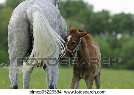 Picture - Arabian thoroughbred, grey mare is in the pasture with her foal. Fotosearch