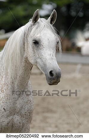Arabian thoroughbred, grey mare View Large Photo Image Stock Image - Arabian thoroughbred, grey mare. Fotosearch