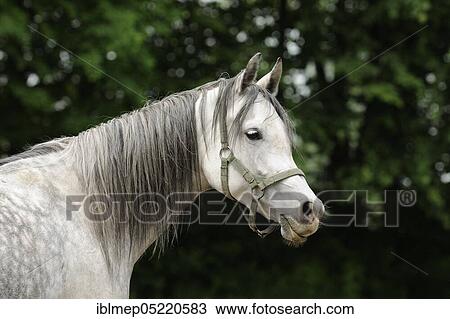 Stock Image - Arabian thoroughbred, grey mare. Fotosearch