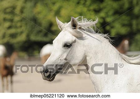 Arabian thoroughbred, grey mare View Large Photo Image Stock Image - Arabian thoroughbred, grey mare. Fotosearch