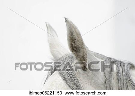 Arabian thoroughbred, grey mare View Large Photo Image Stock Image - Arabian thoroughbred, grey mare. Fotosearch