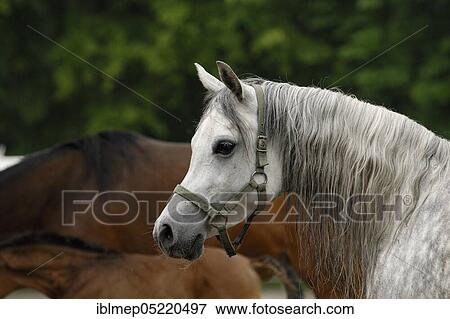 Arabian thoroughbred, grey mare View Large Photo Image Stock Photo - Arabian thoroughbred, grey mare. Fotosearch