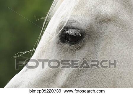 Stock Photo - Arabian thoroughbred, grey mare. Fotosearch