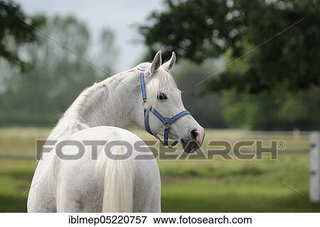 Stock Photo - Arabian thoroughbred, grey mare. Fotosearch