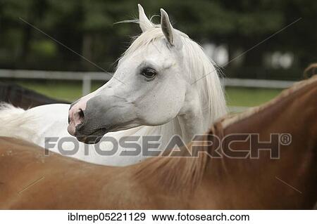 Arabian thoroughbred, grey mare View Large Photo Image Stock Photo - Arabian thoroughbred, grey mare. Fotosearch