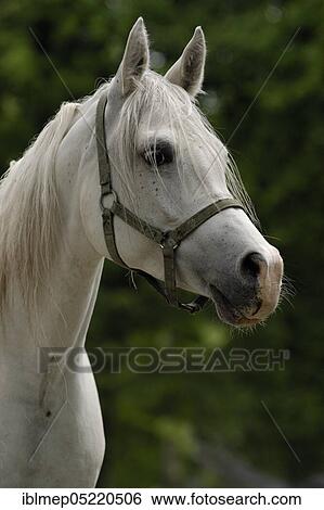 Arabian thoroughbred, grey mare View Large Photo Image Stock Photograph - Arabian thoroughbred, grey mare. Fotosearch