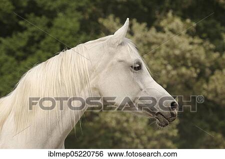 Arabian thoroughbred, grey mare View Large Photo Image Stock Photograph - Arabian thoroughbred, grey mare. Fotosearch
