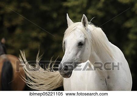 Stock Photography - Arabian thoroughbred, grey mare. Fotosearch