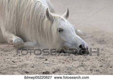 Arabian thoroughbred, grey mare takes sandbath View Large Photo Image Stock Photo - Arabian thoroughbred, grey mare takes sandbath. Fotosearch