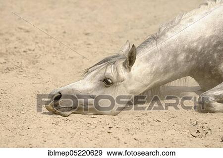 Arabian thoroughbred, grey mare takes sandbath View Large Photo Image Stock Photo - Arabian thoroughbred, grey mare takes sandbath. Fotosearch