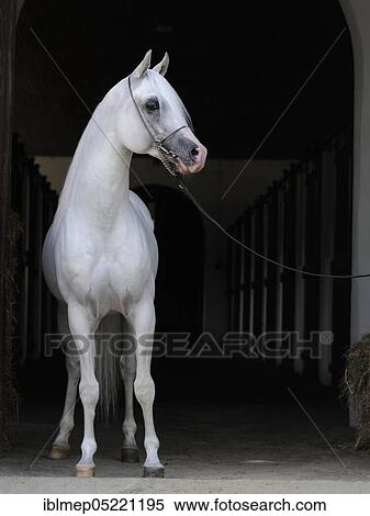 Arabian thoroughbred, grey, stallion in stable alley View Large Photo Image Stock Photography - Arabian thoroughbred, grey, stallion in stable alley. Fotosearch