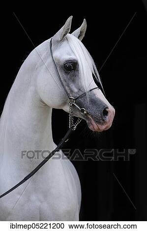 Stock Image - Arabian thoroughbred, grey stallion with show halter. Fotosearch