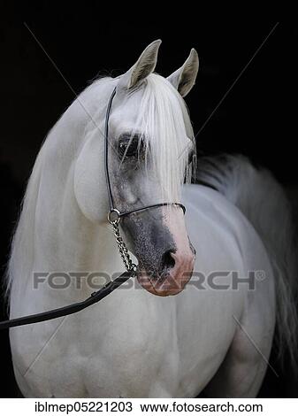 Arabian thoroughbred, grey stallion with show halter View Large Photo Image Stock Image - Arabian thoroughbred, grey stallion with show halter. Fotosearch