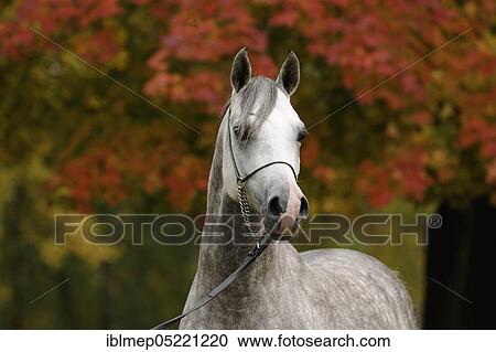 Arabian thoroughbred, grey stallion View Large Photo Image Stock Image - Arabian thoroughbred, grey stallion. Fotosearch
