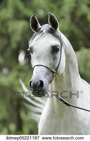 Arabian thoroughbred, grey stallion with show halter View Large Photo Image Stock Photo - Arabian thoroughbred, grey stallion with show halter. Fotosearch